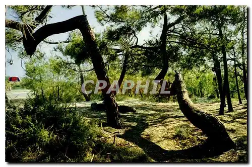 Cartes postales moderne Foret des Bords de l'Atlantique Les pins tordus