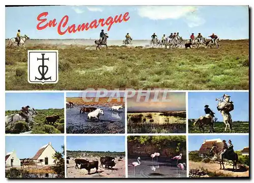 Cartes postales moderne Camargue