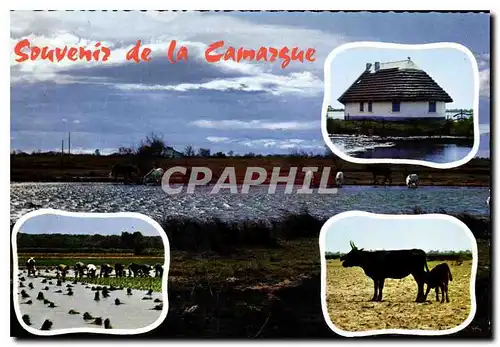 Cartes postales moderne Souvenir de la Camargue