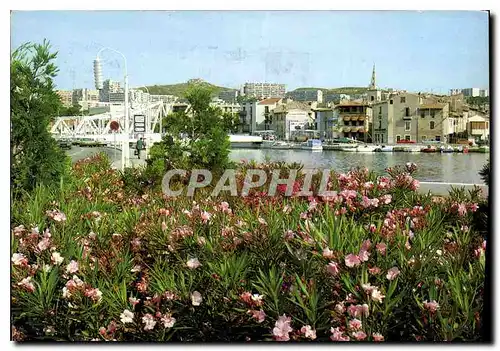 Cartes postales moderne Reflets de Provence Martigues B du R le Quai Kleber Paysage de Fleurs d'eau et de soleil