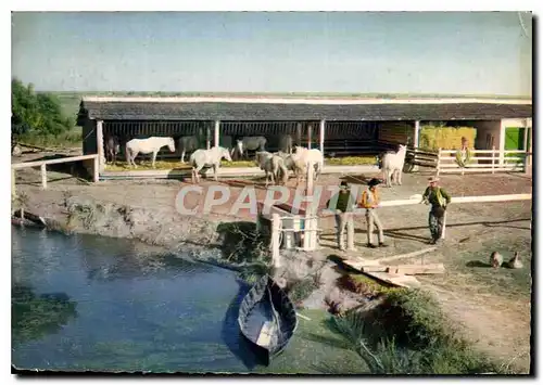 Moderne Karte En Camargue evec les Gardians Gardians et Chevaux Folklore