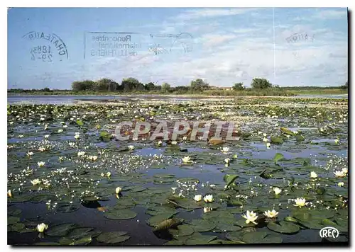 Cartes postales moderne Etang en Floraison Cliche realise en Brenne Indre Pays des Mille Etangs