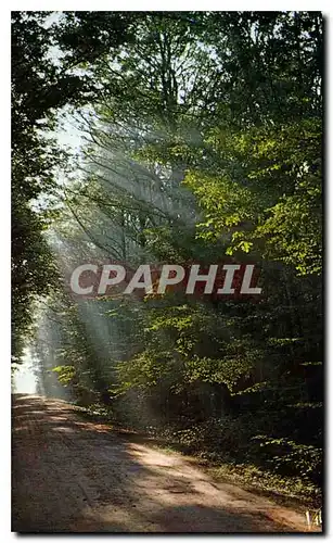 Cartes postales moderne En Sologne Contre Jour