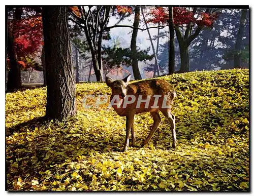 Moderne Karte Nara Park