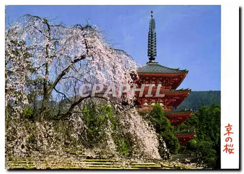 Cartes postales moderne Cherry blossoms et Daigoji Temple Kyoto