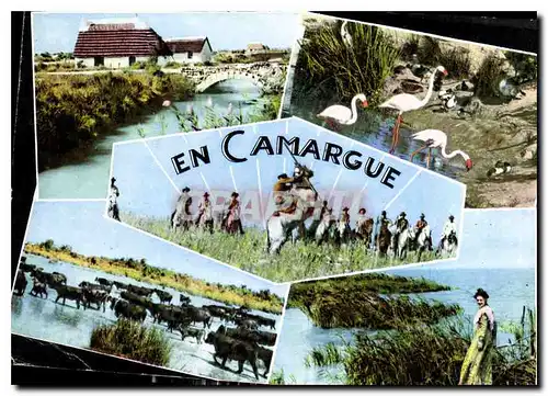 Cartes postales moderne En Camargue B du Rh