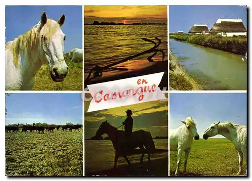 Cartes postales moderne En Camargue B du Rh Souvenir