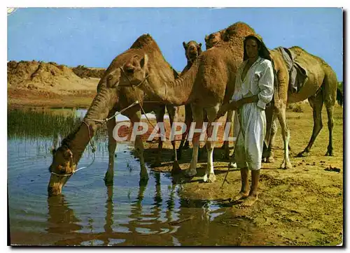 Cartes postales moderne Ile de Djerba sur la route du Diort