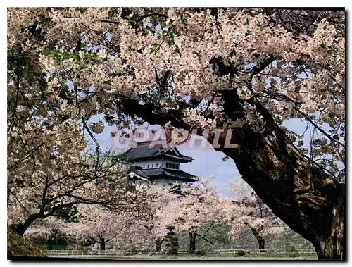 Cartes postales moderne Cherry Blossoms in full bloom at Hirosaki Castle Aomori Pref
