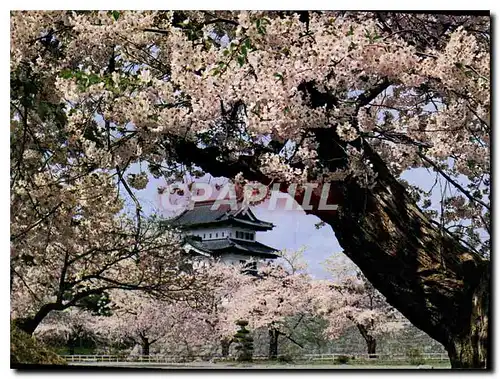 Moderne Karte Cherry Blossoms in full bloom at Hirosaki Castle Aomori Pref