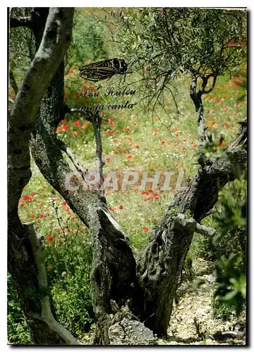 Cartes postales moderne Reflets de la Provence Printemps sous les oliviers