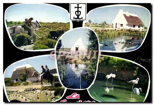 Cartes postales moderne En Camargue avec les Gardians