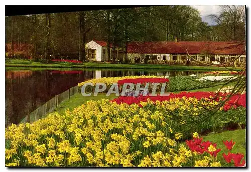 Cartes postales moderne Keukenhof Lisse Holland
