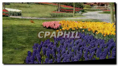 Cartes postales moderne Keukenhof Lisse Holland