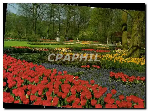 Cartes postales moderne La Hollande en Parure des Fleurs