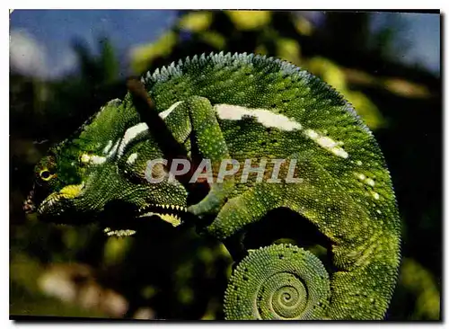 Cartes postales moderne Ile de la Reunion Cameleon