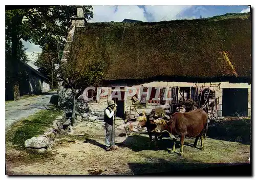 Cartes postales moderne En Limousin la ferme au toit de chaume B�ufs