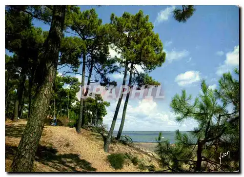 Cartes postales moderne Couleurs et Lumiere de France Ile d'Oleron Pointe de Saint Trojan