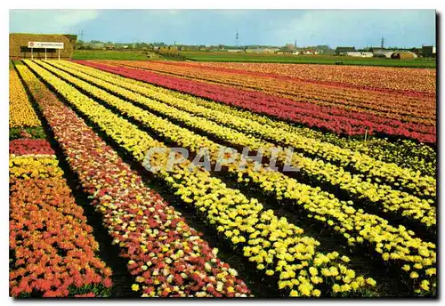 Cartes postales moderne Holland in bloementool