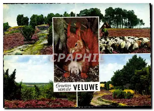 Cartes postales moderne Groeten van de Vuluwe