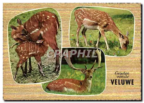 Cartes postales moderne Groeten van de Vuluwe