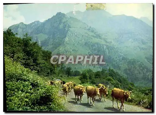 Cartes postales moderne Couleurs et Lumiere de France Les Pyrenes En route vers les hauts paturages Vaches