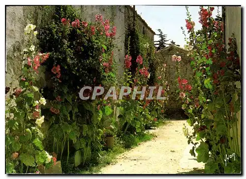 Cartes postales moderne En Charente Maritime une Venelle bordee de passeroses