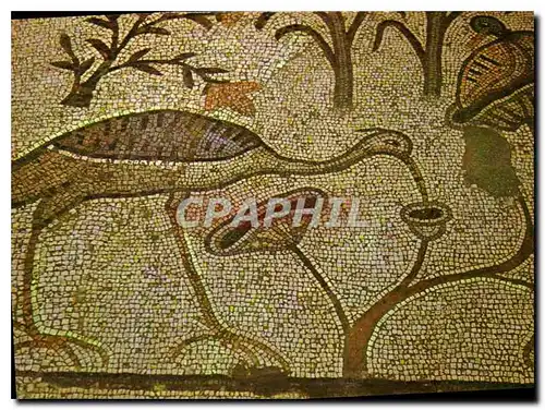 Cartes postales moderne Tabgha Eglise de la Multiplication des Miches de la Pain et des Poissons Mosaiqe Bysantine