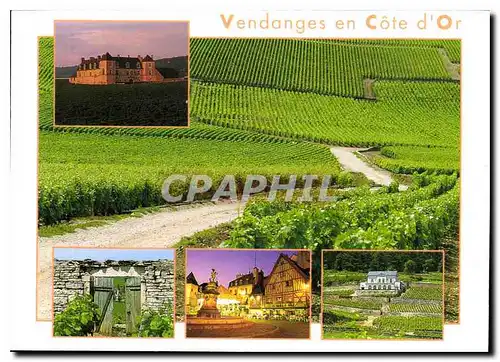 Cartes postales moderne Vendanges en Cote d'Or