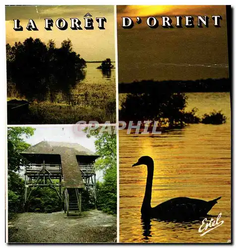 Cartes postales moderne La Foret d'Orient