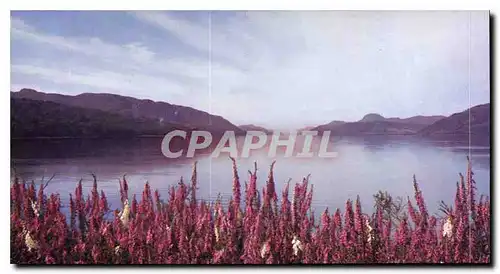 Cartes postales moderne Foxgloves at Loch Ness