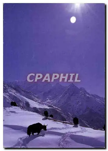 Cartes postales moderne Yacks Khumjung Nepal