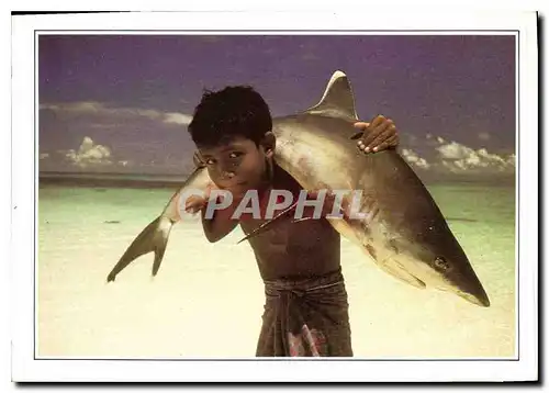 Cartes postales moderne Maldives Islands Maldives Requin a pointe blanche