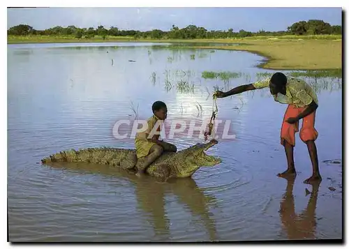 Cartes postales moderne Crocodile