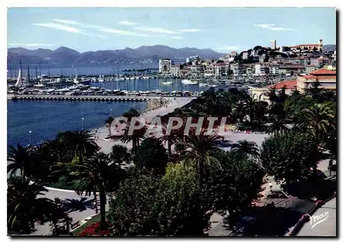 Cartes postales moderne Cannes Le Jardin et le Suquet