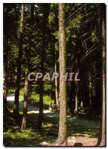 Cartes postales moderne Borovetz Une allee