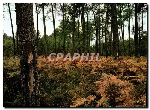 Cartes postales moderne France la Cote d'Argent la foret de Pins