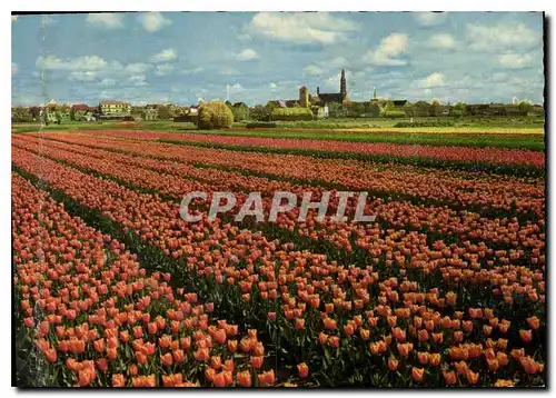 Cartes postales moderne La Hollande en Parure des Fleurs