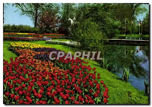 Cartes postales moderne Holland Land of Flowers