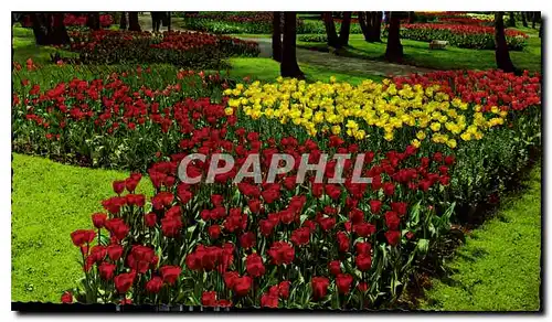 Cartes postales moderne Holland Land of Flowers