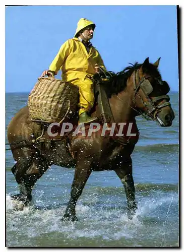 Cartes postales moderne Garnaalviseer te Paard Pecheur de crevettes a cheval