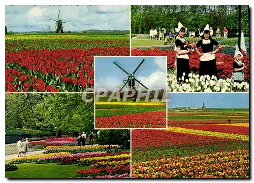 Cartes postales moderne La Holland en Parure des Fleurs