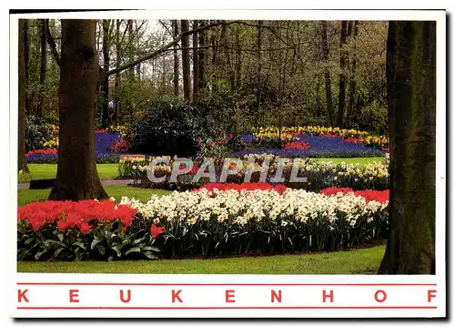 Cartes postales moderne Holland Keukenhof