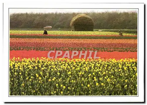 Cartes postales moderne Hollande Champs de fleurs