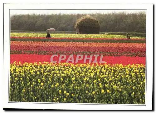 Cartes postales moderne Kuid Holland les Tulipes et les Jacinthes Habillent le Payage rural du plat pays hollandais d'un