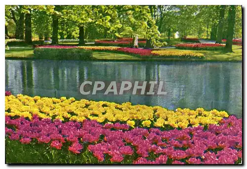 Cartes postales moderne Keukenhof Lisse Holland