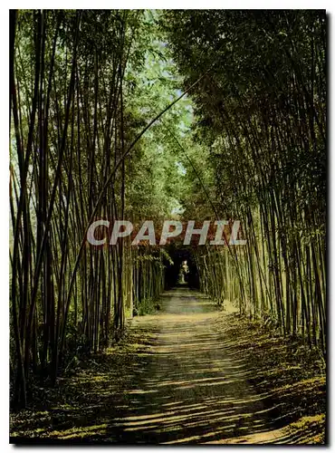 Cartes postales moderne Les cevennes Touristiques Anduze Gard Bambous geants