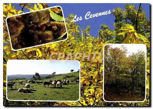 Cartes postales moderne Les cevennes Pittoresque Automnes Somptueux