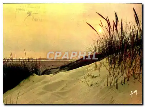 Cartes postales moderne Coucher de soleil dans les dunes