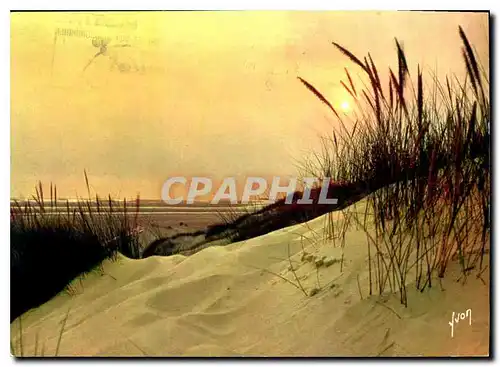 Moderne Karte Coucher de soleil dans les dunes